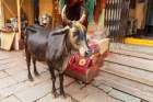 India, Uttar Pradesh, Varanasi, Bangali Tola. Cow in the street. Art Print